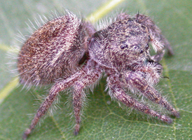 Prince Jumper